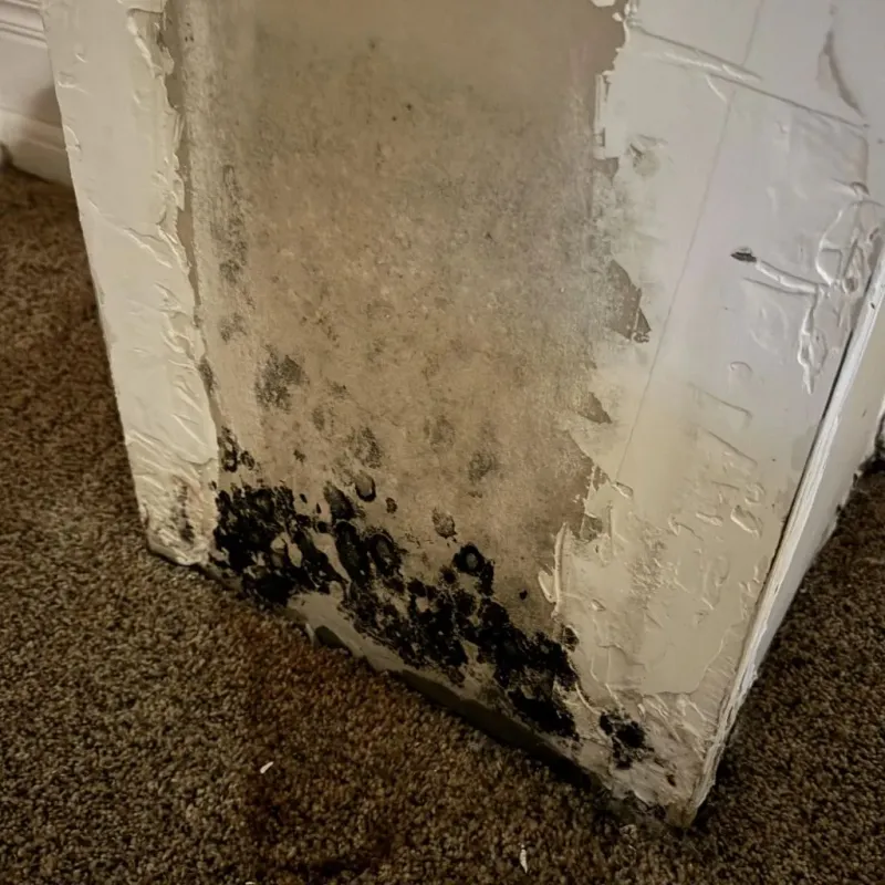 Professional Mold Removal in Liberty County, TX